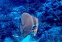 Pesce pipistrello pinna lunga (Platax teira)