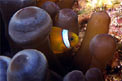 Pesce pagliaccio (Amphiprion bicinctus)