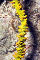 Corallo frusta (Cirripathes anguina)
