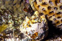Conchiglia mora (Drupa morum)