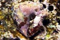 Conchiglia mora (Drupa morum)