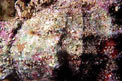 Mollusco gasteropode (n.d. n.d.)