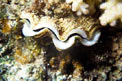 Tridacna (Tridacna maxima)