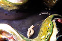 Tridacna (Tridacna maxima)