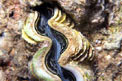 Tridacna (Tridacna maxima)
