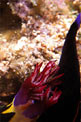 Nudibranchio (Nembrotha megalocera)