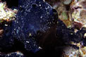 Spugna blu (Haliclona permollis)