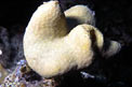 Alcionario (Sarcophyton sp.)