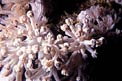 Anemone piuma (n.d. n.d.)