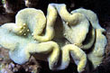 Alcionario (Sarcophyton sp.)