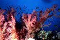 Alcionario (Dendronephthya sp.)