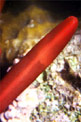 Riccio matita ardesia (Heterocentrotus mammillatus)