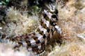 Bavosa ruggine (Parablennius gattorugine)