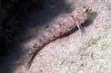 Ghiozzo rasposo (Gobius bucchichi)