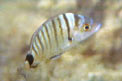 Sarago maggiore (Diplodus sargus)