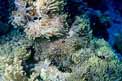 Attinia (Heteractis magnifica)