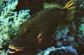 Pesce balestra striato (Balistapus undulatus)