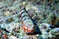 Pesce lucertola di sabbia (Synodus dermatogenys)