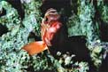 Cernia dal berretto basco (Epinephelus fasciatus)