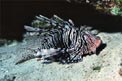 Pesce cobra (Pterois miles)