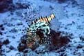 Pesce cobra (Pterois miles)