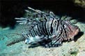 Pesce cobra (Pterois miles)