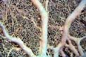 Gorgonia (Subergorgia hicksoni)