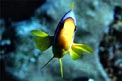 Pesce pagliaccio (Amphiprion bicinctus)