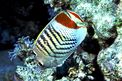 Pesce farfalla coda rossa (Chaetodon paucifasciatus)