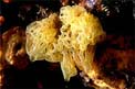 Spugna gialla (Clathrina clathrus)