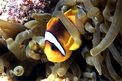 Pesce pagliaccio (Amphiprion bicintus)