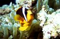 Pesce pagliaccio (Amphiprion bicinctus)