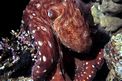 Polpo (Octopus cyanea)