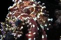 Polpo (Octopus cyanea)