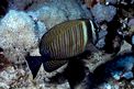 Pesce chirurgo zebra (Zebrasoma desjardinii)