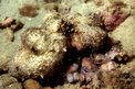 Polpo comune (Octopus vulgaris)