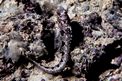 Bavosa cornuta (Parablennius tentacularis)
