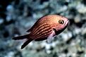 Castagnola (Chromis chromis)