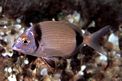 Sarago fasciato (Diplodus vulgaris)