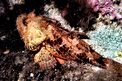 Scorfano rosso (Scorpaena scrofa)