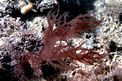 Alga rossa (Halymenia floresia)