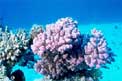 Madrepora rosa (Acropora humilis)