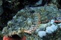 Pesce scorpione tassellato (Scorpaenopsis oxycephalus)
