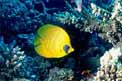 Pesce farfalla semimascherato (Chaetodon semilarvatus)