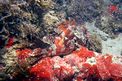 Scorfano rosso (Scorpaena scrofa)