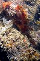 Scorfanotto (Scorpaena notata)