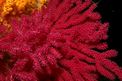 Gorgonia rossa (Paramuricea clavata)