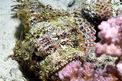Pesce scorpione tassellato (Scorpaenopsis oxycephalus)