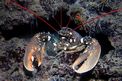 Astice (Homarus gammarus)