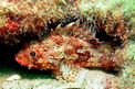 Scorfanotto (Scorpaena notata)
